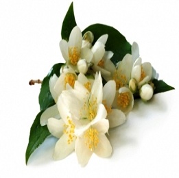 Jasmine Grandiflorum Absolute Oil